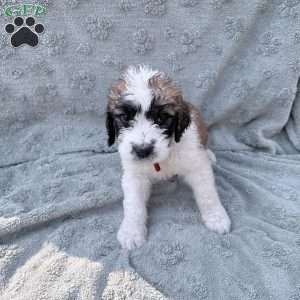 red, Saint Berdoodle Puppy