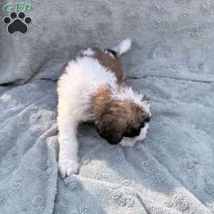 red, Saint Berdoodle Puppy