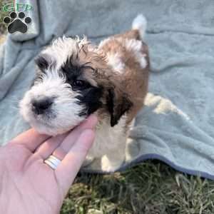 red, Saint Berdoodle Puppy