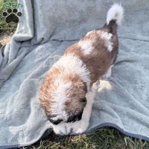 red, Saint Berdoodle Puppy