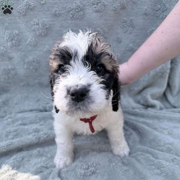 red, Saint Berdoodle Puppy