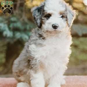 Rex, Mini Bernedoodle Puppy