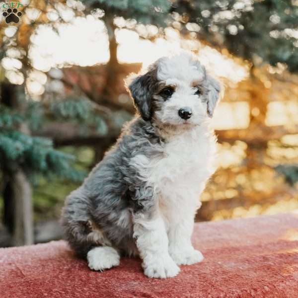 Rex, Mini Bernedoodle Puppy