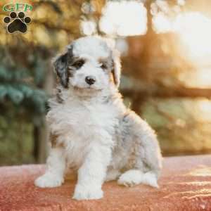 Rex, Mini Bernedoodle Puppy