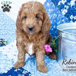 Robin, Cavapoo Puppy