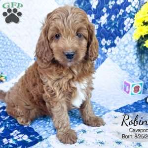 Robin, Cavapoo Puppy