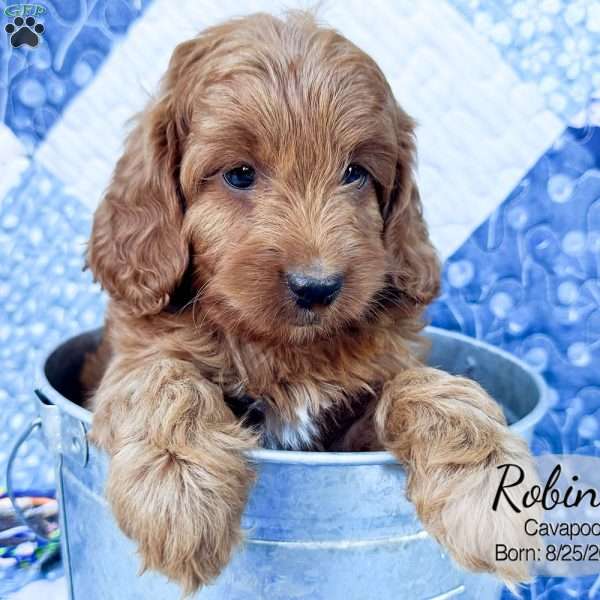 Robin, Cavapoo Puppy