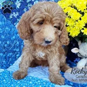 Rocky, Cavapoo Puppy