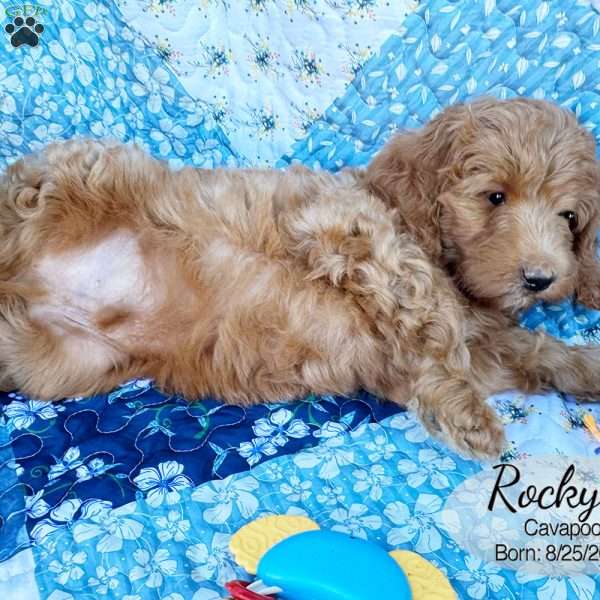 Rocky, Cavapoo Puppy