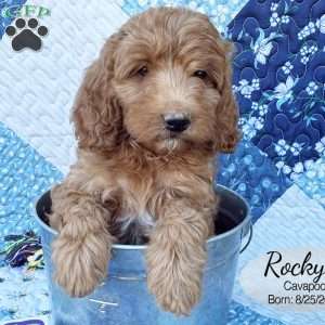 Rocky, Cavapoo Puppy