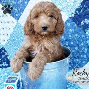 Rocky, Cavapoo Puppy