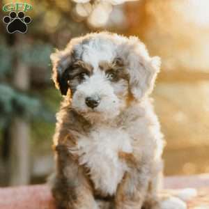 Roger, Mini Bernedoodle Puppy
