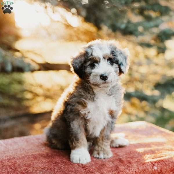 Roger, Mini Bernedoodle Puppy