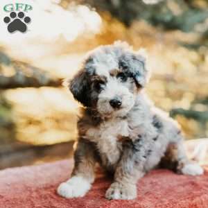 Roger, Mini Bernedoodle Puppy