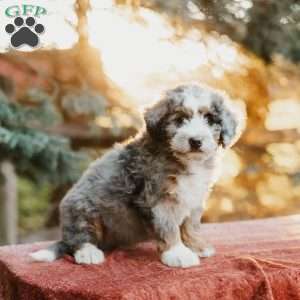 Roger, Mini Bernedoodle Puppy