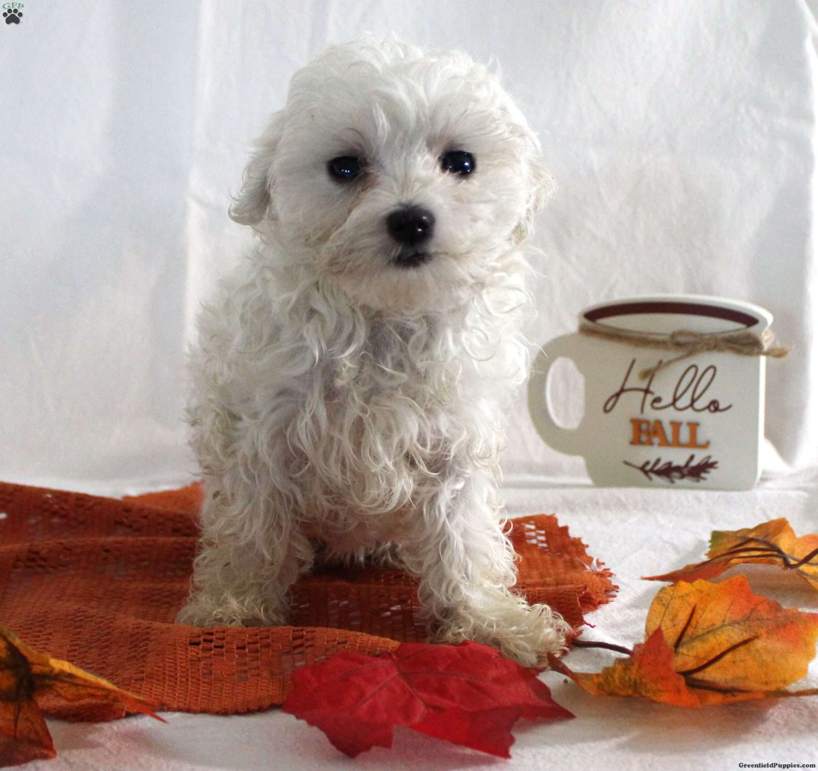 Ronald (Maltese, Male) in Farmville, VA