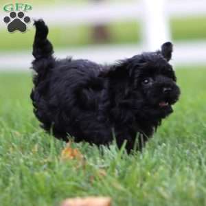 Ronald, Maltipoo Puppy