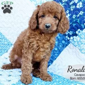 Ronald, Cavapoo Puppy