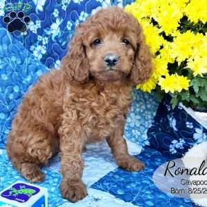 Ronald, Cavapoo Puppy