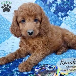 Ronald, Cavapoo Puppy