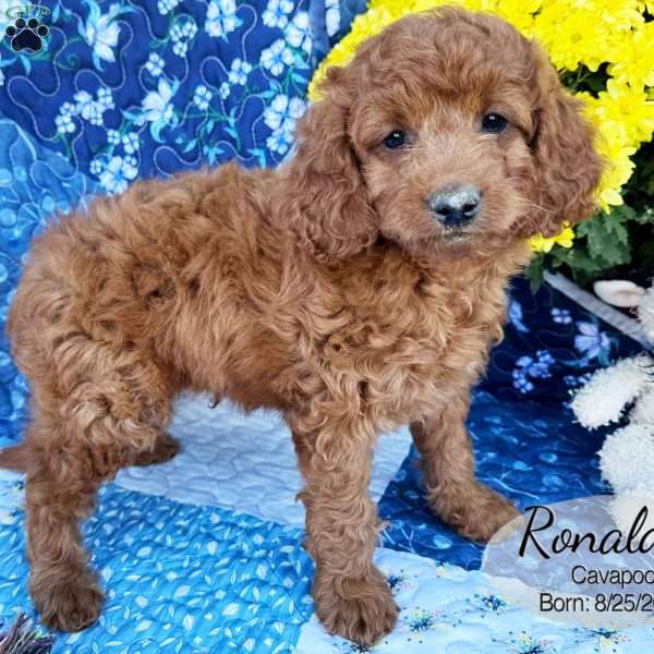 Ronald, Cavapoo Puppy