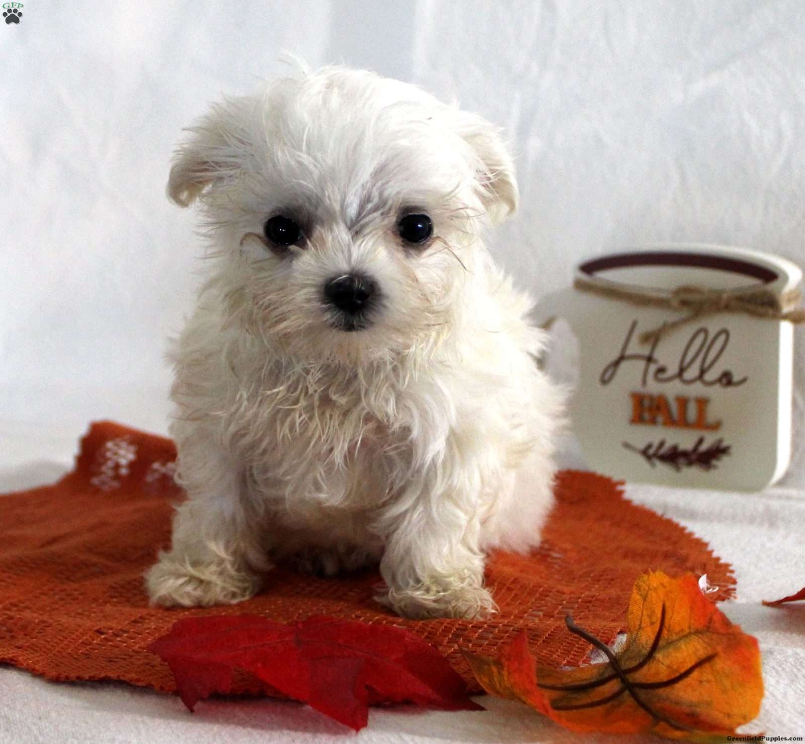 Rosa (Maltese, Female) in Farmville, VA