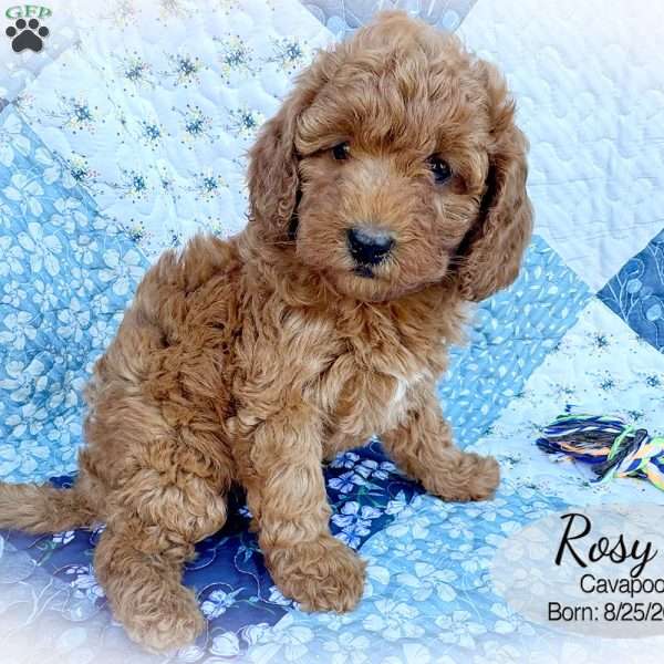 Rosy, Cavapoo Puppy