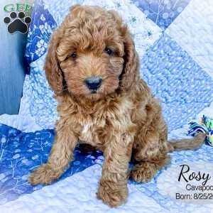 Rosy, Cavapoo Puppy