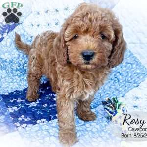 Rosy, Cavapoo Puppy