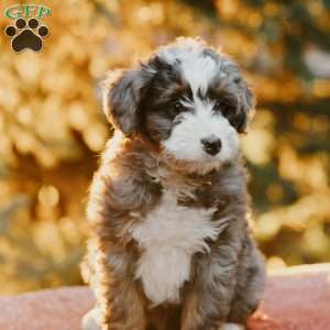 Roxy, Mini Bernedoodle Puppy