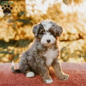 Roxy, Mini Bernedoodle Puppy