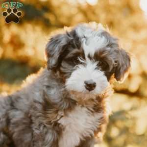 Roxy, Mini Bernedoodle Puppy