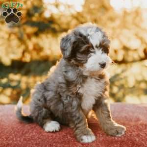 Roxy, Mini Bernedoodle Puppy