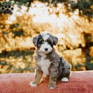 Roxy, Mini Bernedoodle Puppy