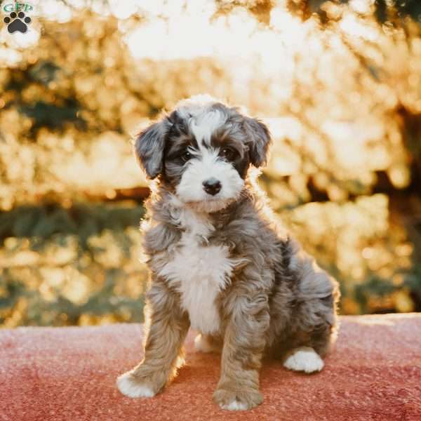 Roxy, Mini Bernedoodle Puppy