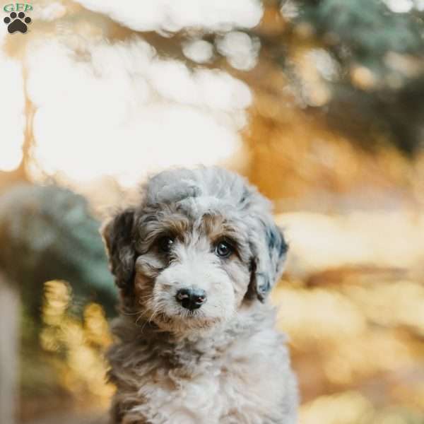Roy, Mini Bernedoodle Puppy