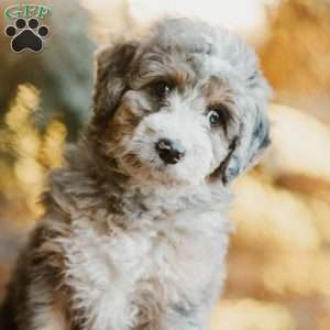 Roy, Mini Bernedoodle Puppy