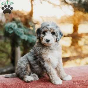 Roy, Mini Bernedoodle Puppy