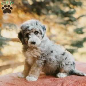 Roy, Mini Bernedoodle Puppy