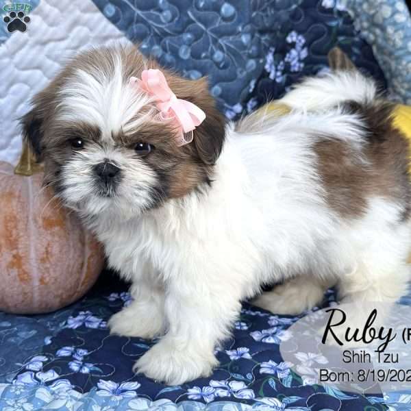 Ruby, Shih Tzu Puppy