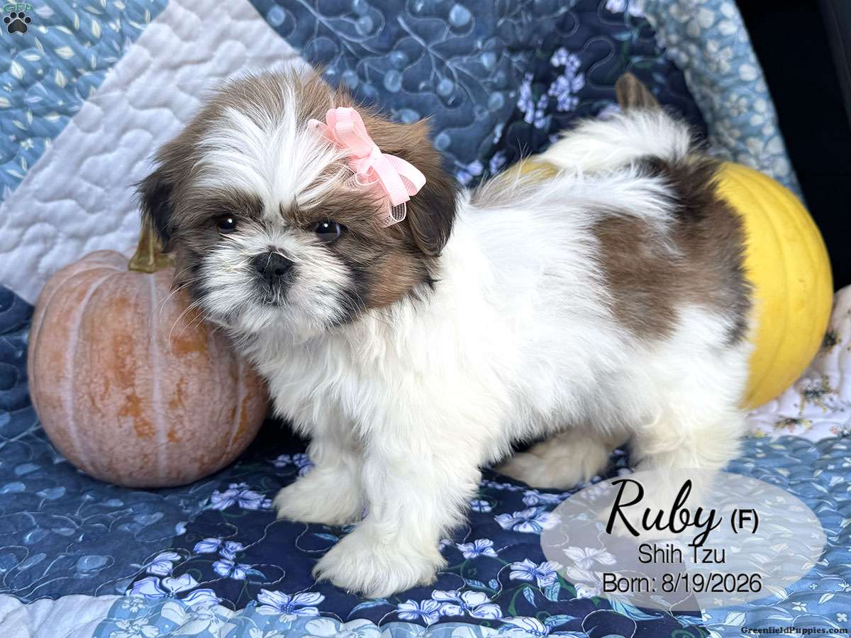 Ruby (Shih Tzu, Female) in Mifflinburg, PA