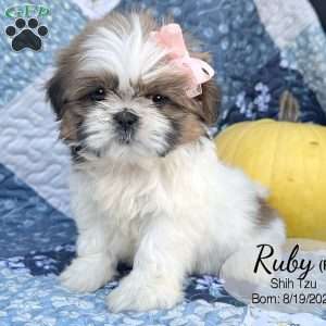Ruby, Shih Tzu Puppy