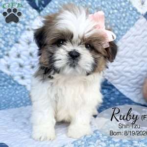Ruby, Shih Tzu Puppy