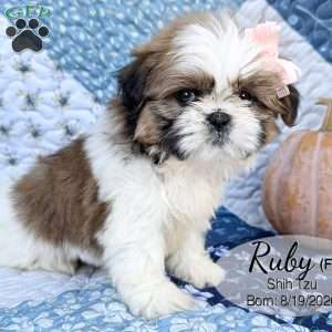 Ruby, Shih Tzu Puppy