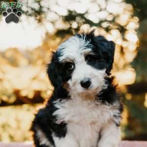 Rueben, Mini Bernedoodle Puppy