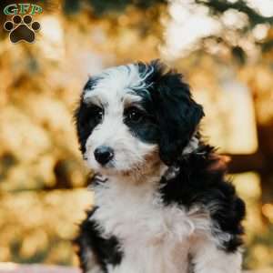 Rueben, Mini Bernedoodle Puppy