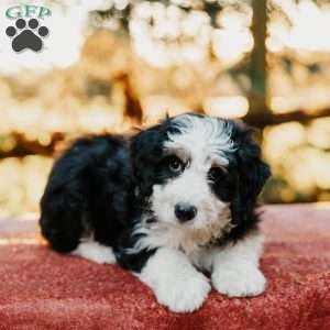 Rueben, Mini Bernedoodle Puppy