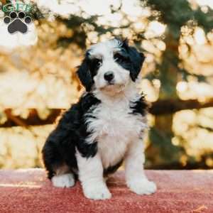 Rueben, Mini Bernedoodle Puppy