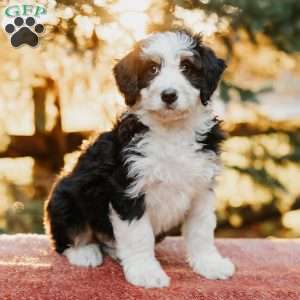 Rueben, Mini Bernedoodle Puppy