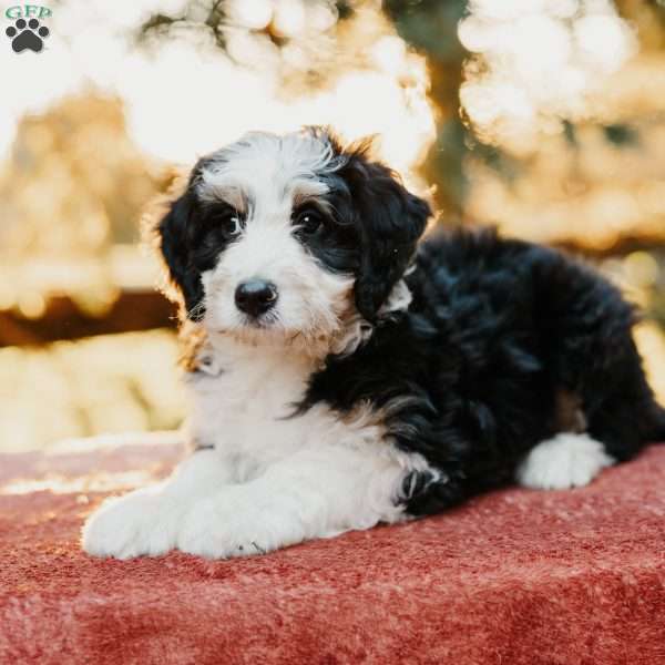 Rueben, Mini Bernedoodle Puppy